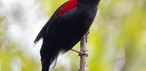 Küçük Asker (Antilophia galeata)
