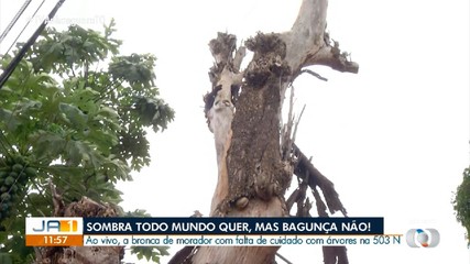 Moradores reclamam de árvore com risco de queda na região norte de Palmas