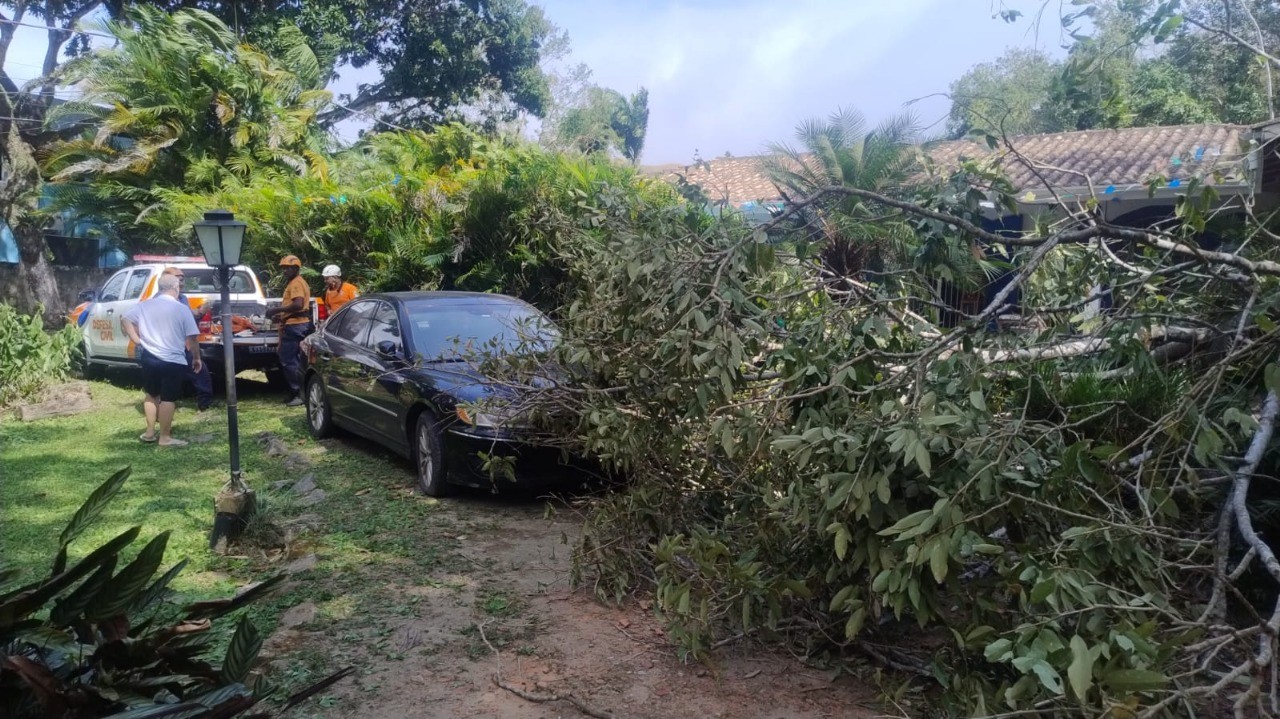Ventos fortes derrubam árvores em São Sebastião e Ilhabela, SP