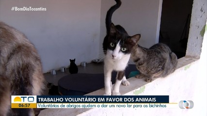 Voluntários ajudam gatos de rua ganhar novos lares em Palmas
