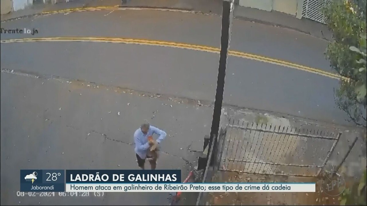 Homem Flagrado Furtando Galinha Em Ribeirão Preto, SP, Pode Pegar Até 8