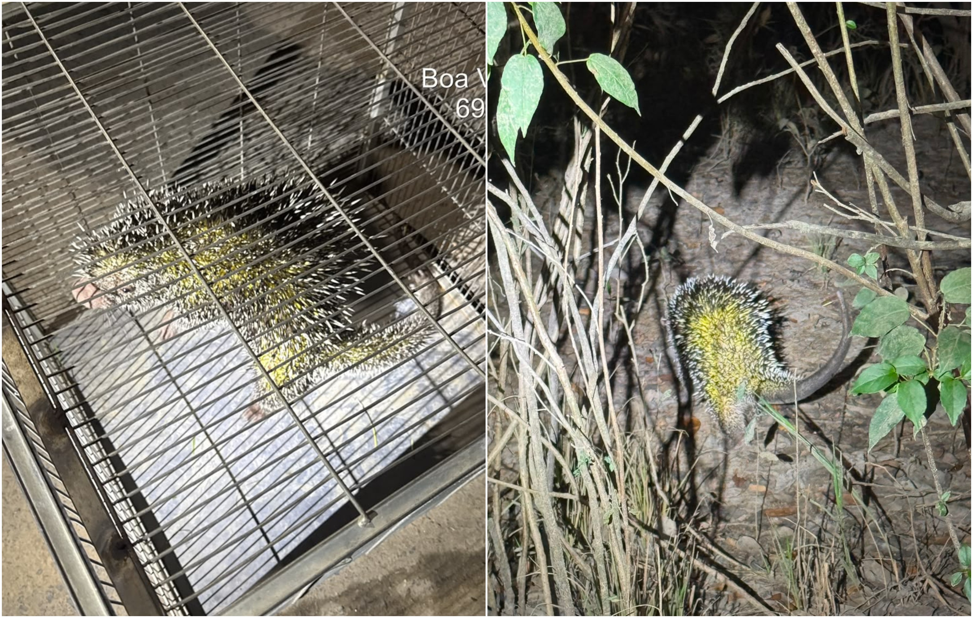Porco-espinho é resgatado em quintal de casa no Centro de Boa Vista