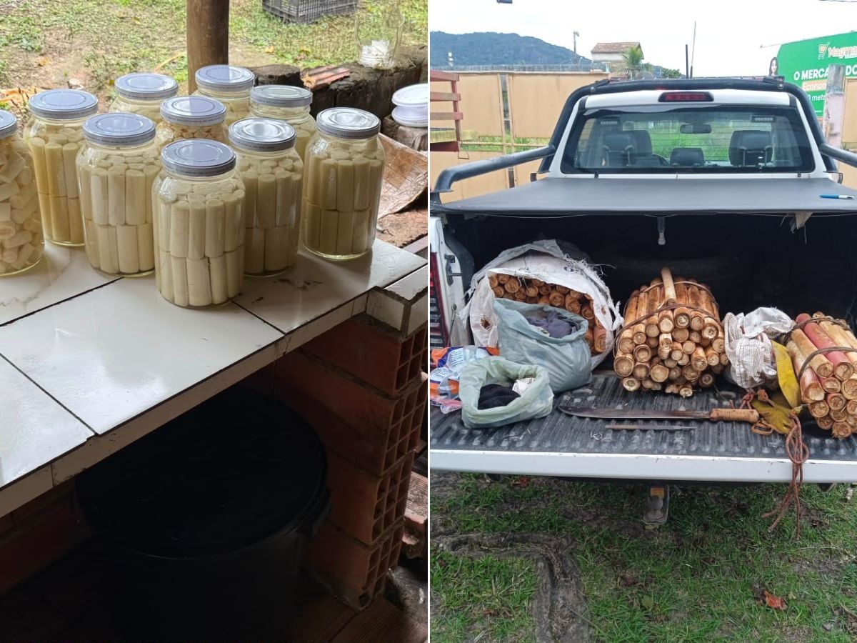 PM Ambiental apreende palmito juçara e fecha fábrica clandestina no interior de SP