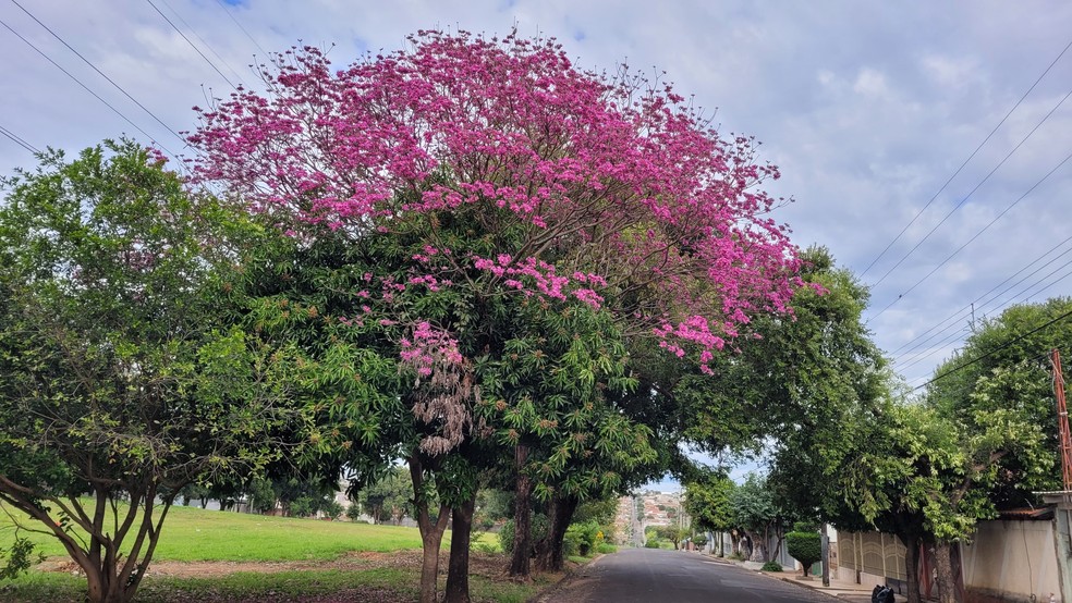 Ipê Rosa em meio a vegetação em Marília — Foto: Maycon Oliveira/ TV TEM