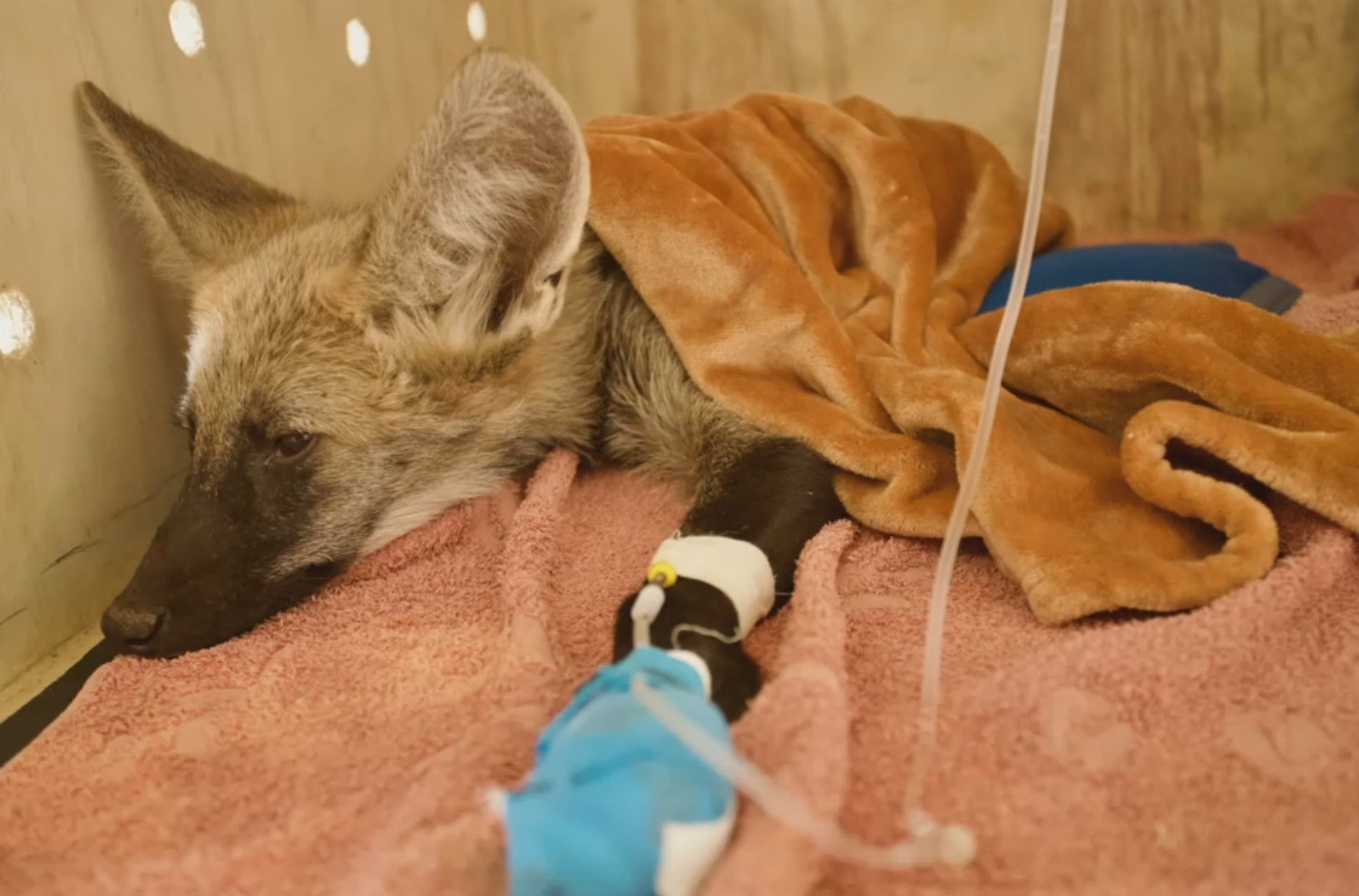 Filhote de lobo-guará é resgatado com queimaduras em incêndio florestal no oeste da Bahia