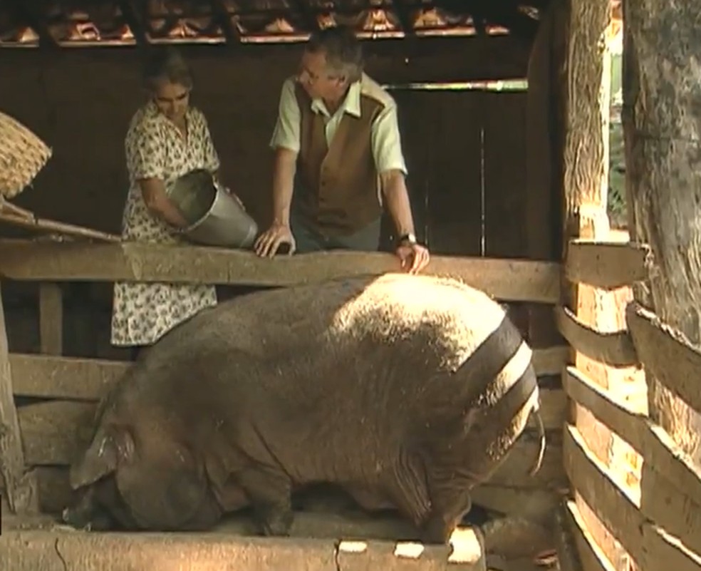 Mutirão do porco capado