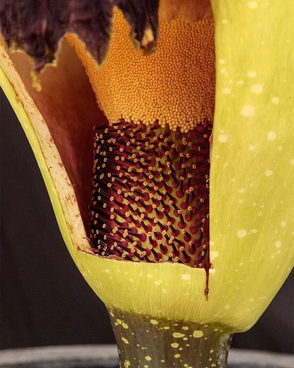 Um corte na espata da flor-cadáver mostra as flores, fêmeas (embaixo) e machos (em cima) no seu interior — Foto: Alamy via BBC