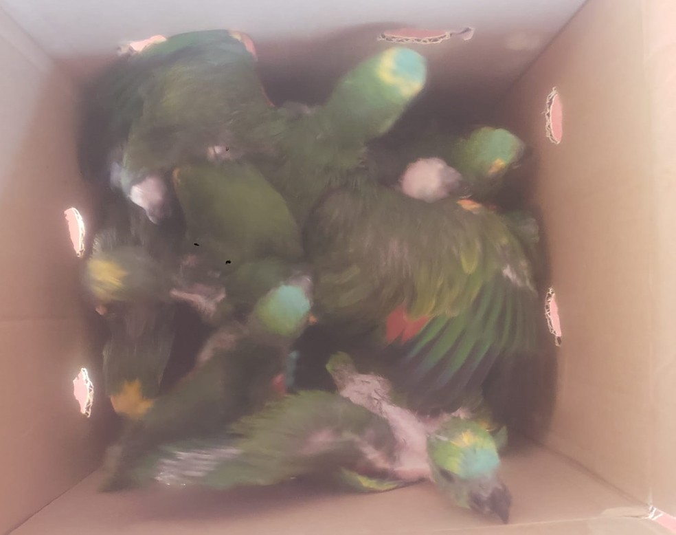 Filhotes de aves silvestres mantidos em cativeiros são apreendidos, em Teodoro Sampaio (SP) — Foto: Polícia Ambiental