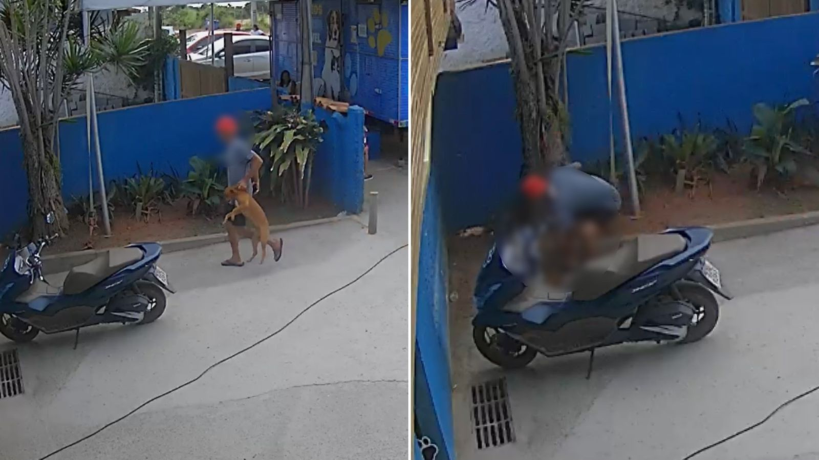 Câmera de segurança flagra homem espancando cadela em Búzios