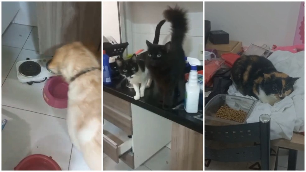 Animais foram encontrados dentro de apartamento em meio a fezes em SP — Foto: Arquivo Pessoal