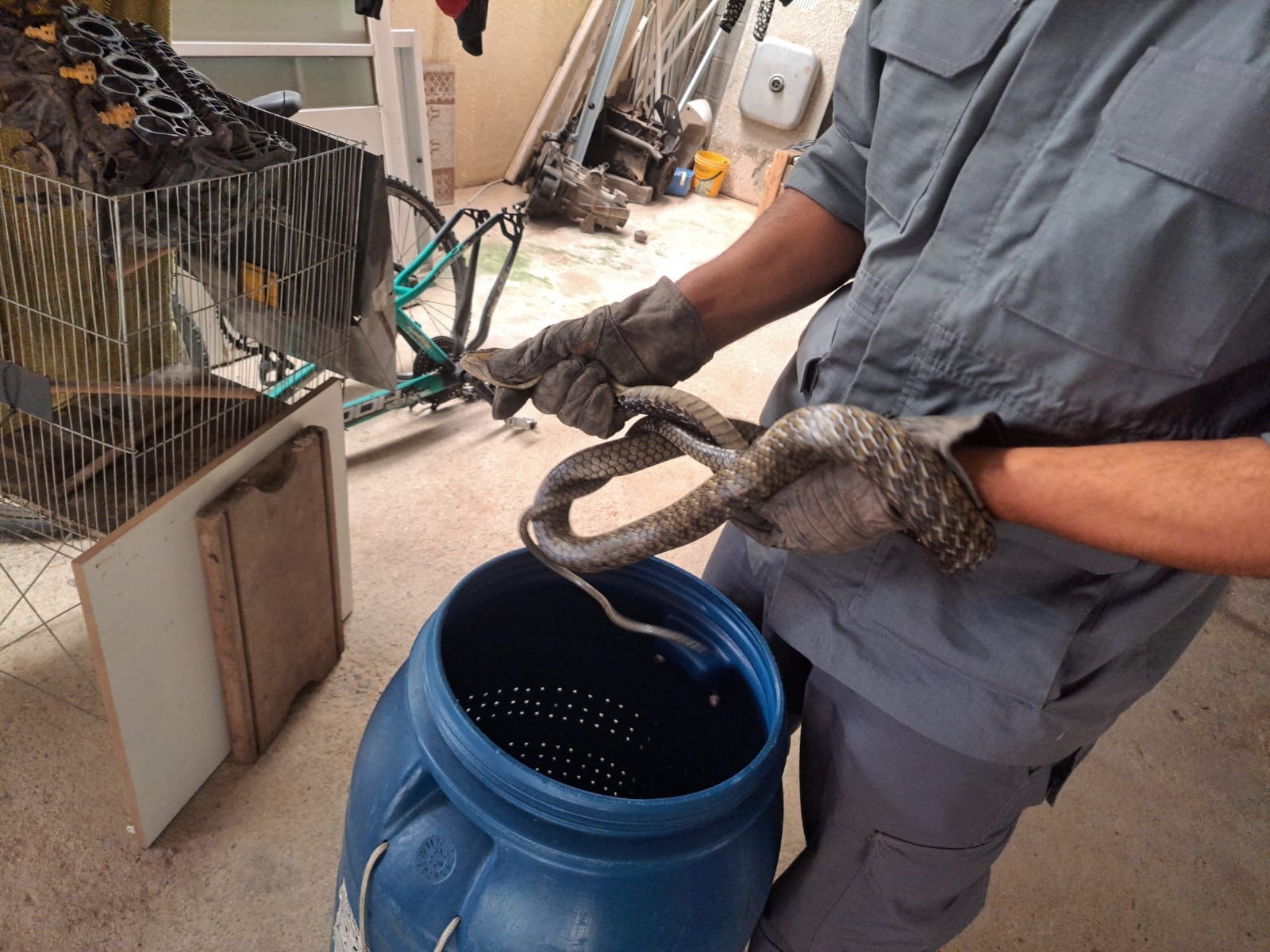 Bombeiros capturam cobra que apareceu em lavanderia de casa em Caraguatatuba, SP