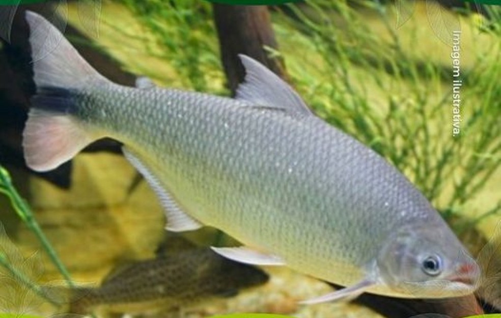 Peixe piracanjuba é ameaçado . — Foto: Reprdução/Facebook