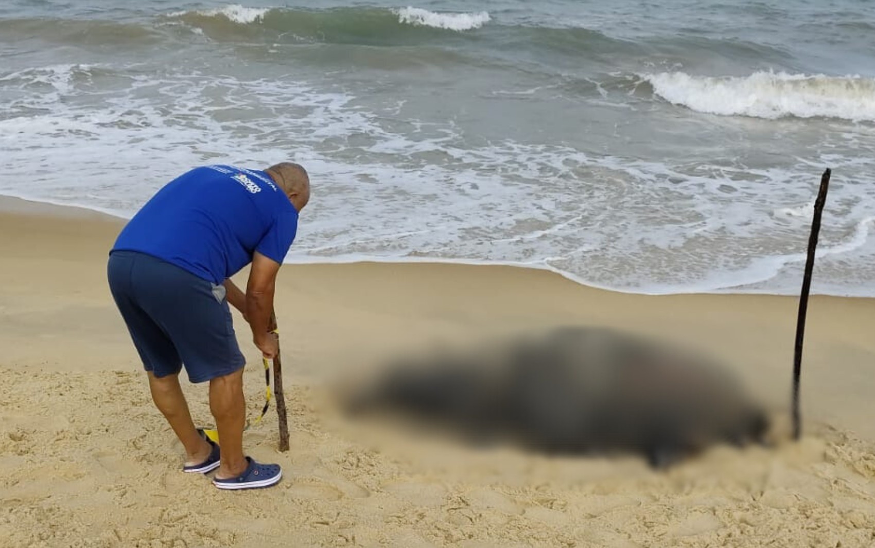 Carcaça de filhote de baleia é encontrada em praia de destino turístico da Bahia