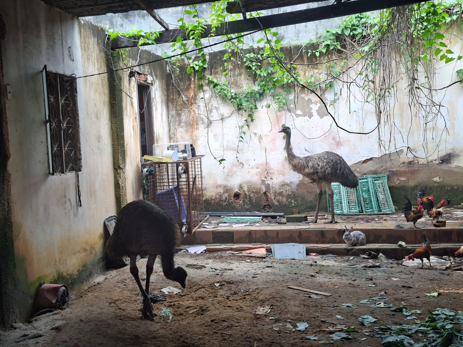 Emu visto correndo em viaduto e outro animal são resgatados e levados para o BioParque