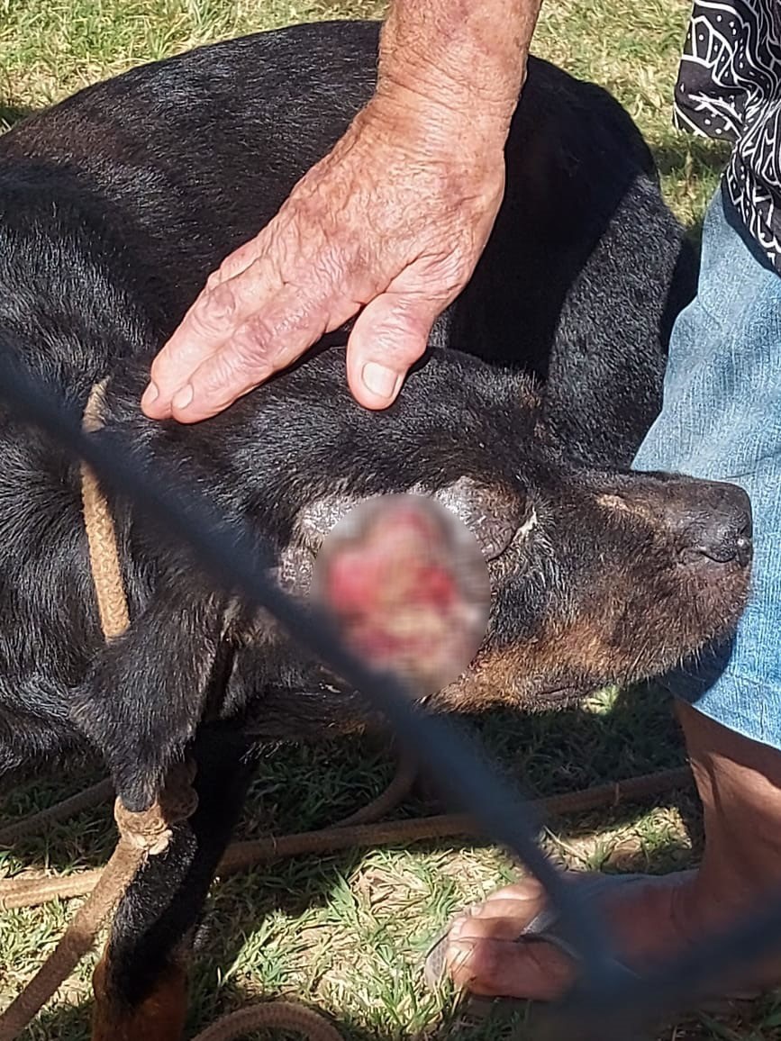 Sem procurar veterinário, dono de chácara usa banha de porco para tratar ferimento de cão rottweiler e acaba autuado por maus