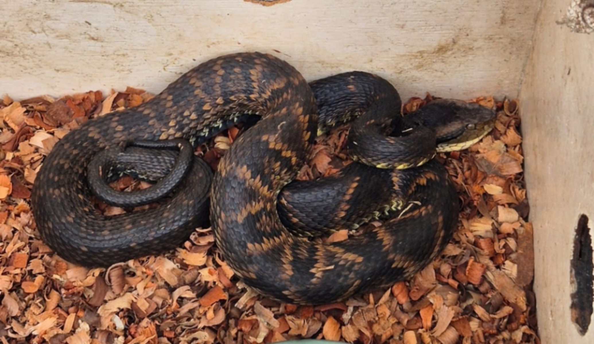 Jararaca é encontrada próxima a clube em Mogi das Cruzes