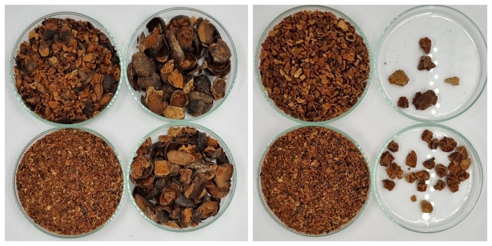 Projeto desenvolvido em parceria com a Cooperativa Reca, criu método que permite a separação eficiente dos nibs e tegumentos do cupuaçu, tornando viável a produção de nibs — Foto: Eduardo Pacca Luna Mattar