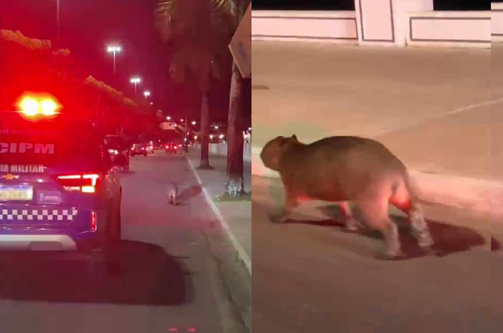 Capivara conta com a ajuda de policiais militares para não ser atropelada em Aracaju