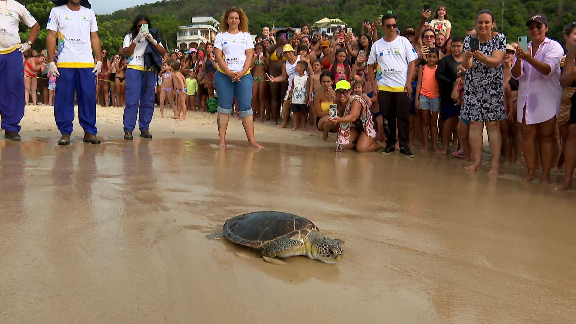 Maricota, tartaruga resgatada com linha de pesca no pescoço, é solta no mar após reabilitação 