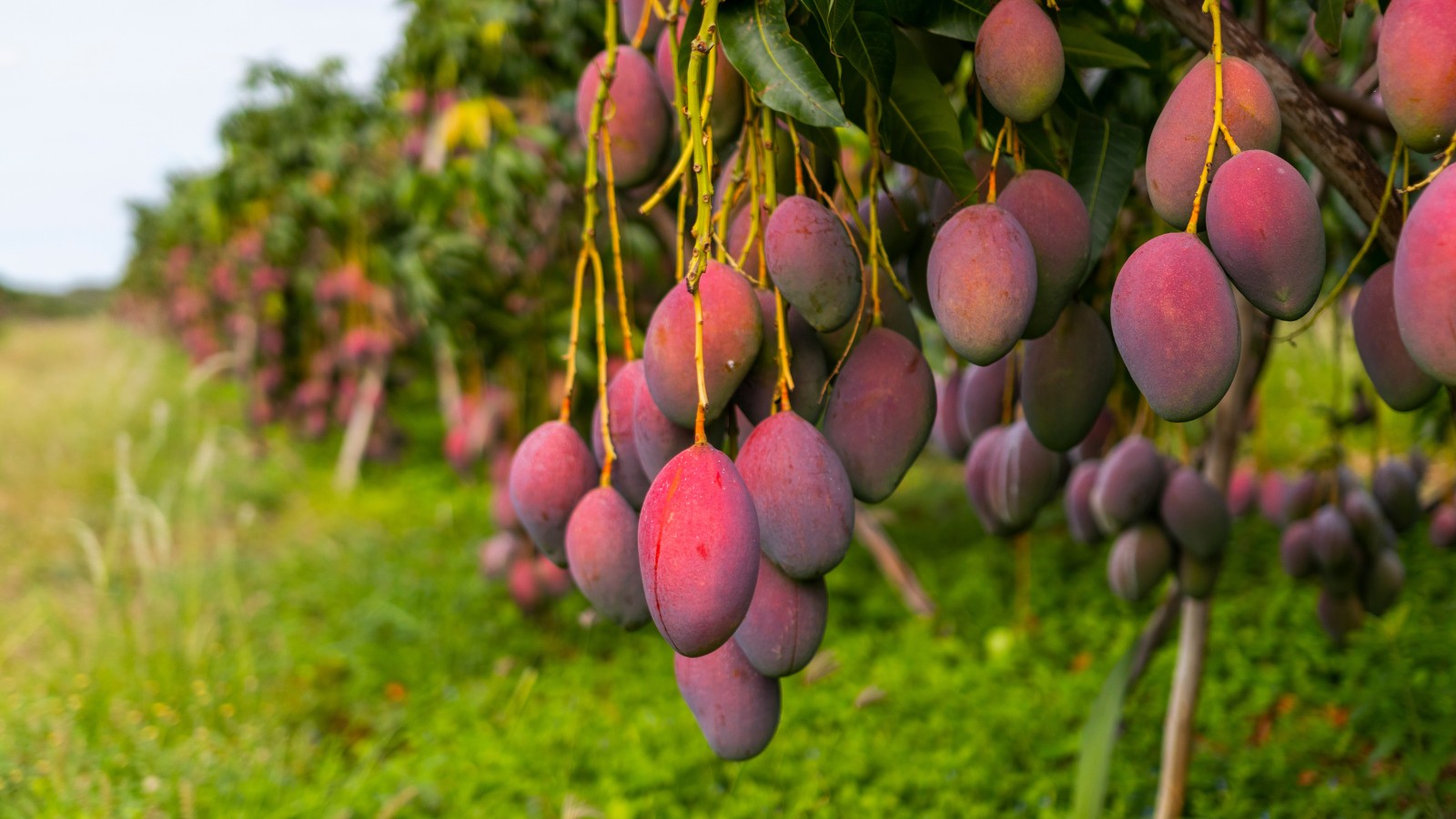 Nutrição e proteção: enxofre ganha destaque na fruticultura