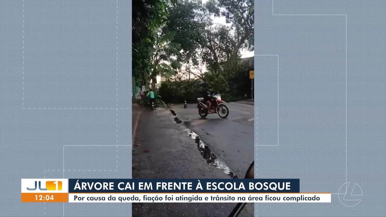 Árvore cai e interdita rua em Outeiro, em Belém; fiação elétrica é atingida e moradores ficam sem energia