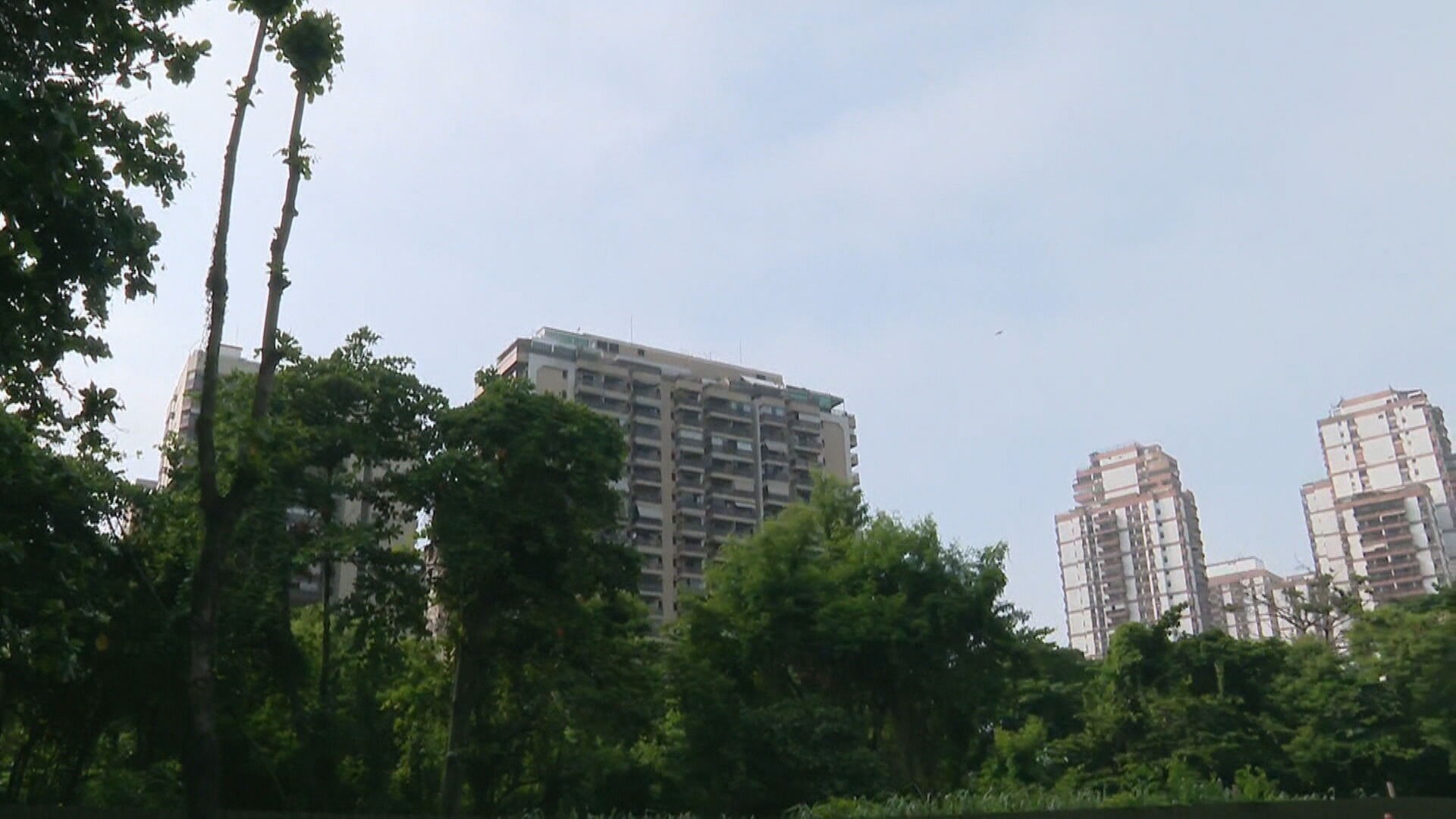 Prefeitura não informa onde planta mudas que compensam remoção; Rio perdeu 35 árvores por dia em 2024