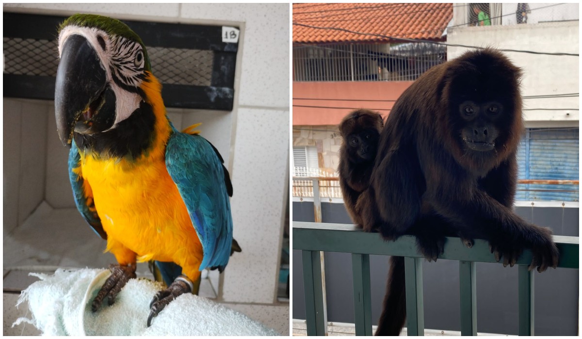 Vacinas para animais silvestres e exóticos? Especialistas falam sobre falta de imunizantes para pets 'não convencionais' no Brasil