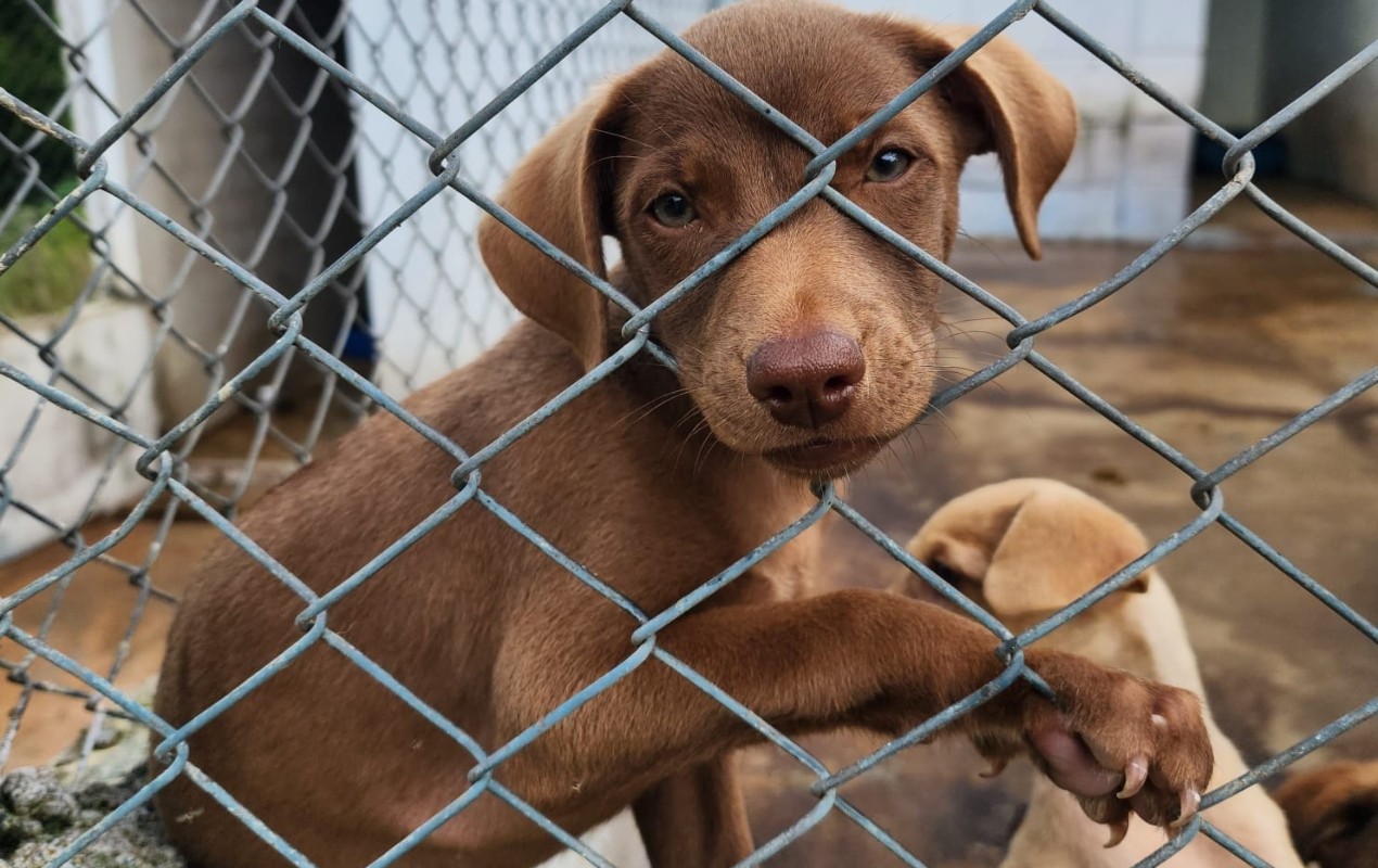 Boituva e Iperó reconhecem animais como seres sencientes na Lei Orgânica; entenda a medida