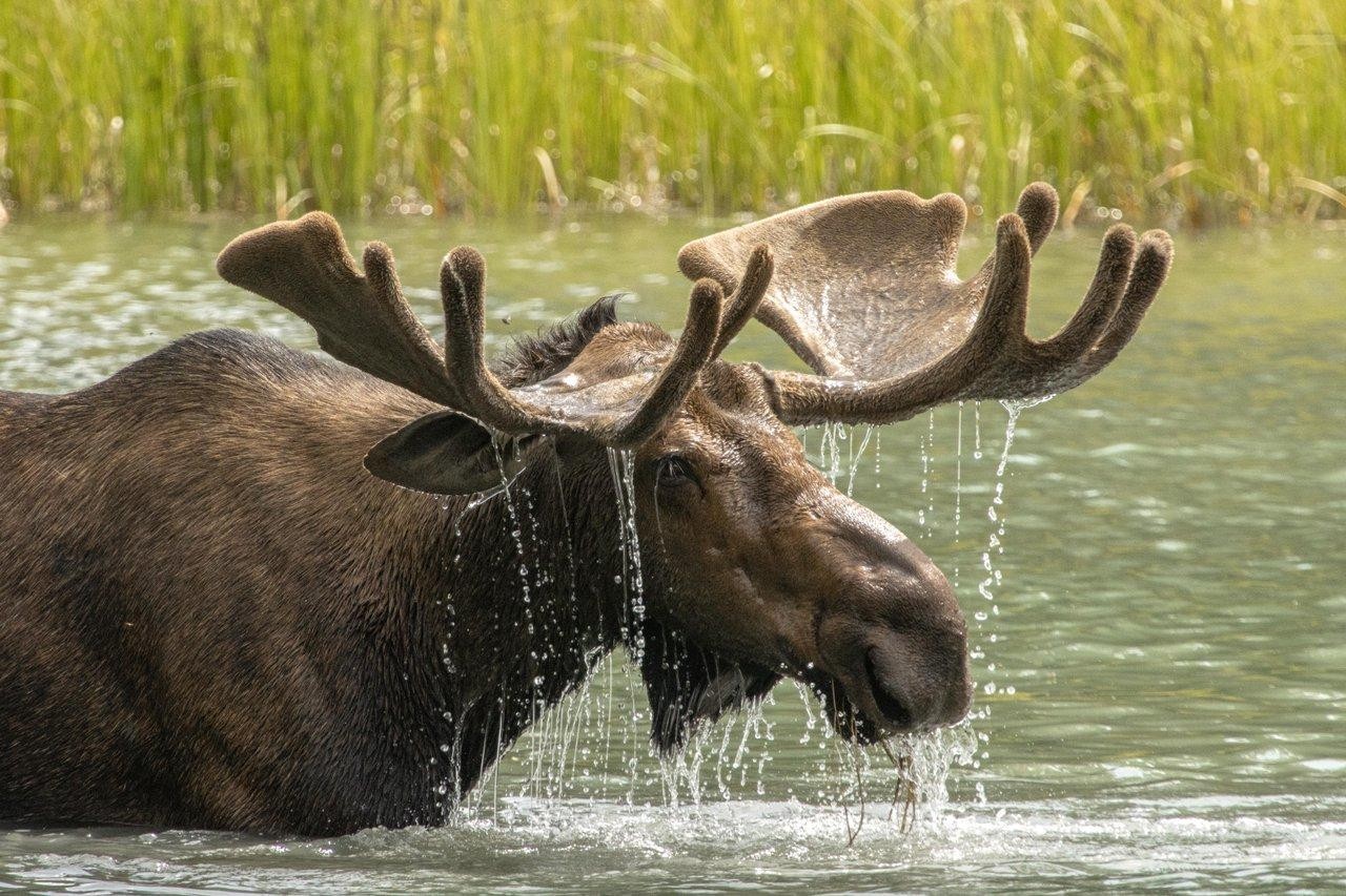 Fauna canadense: onde encontrar os animais mais icônicos em seu habitat natural