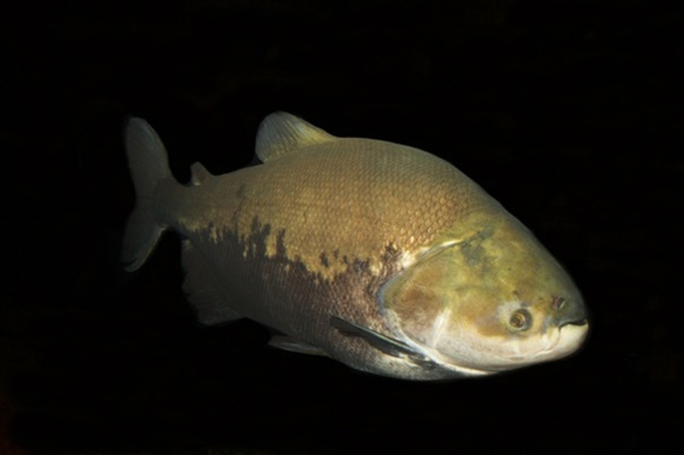 Tambaqui (Colossoma macropomum). Espécie ocorre na bacia Amazônica. — Foto: Reprodução/Brian Gratwicke