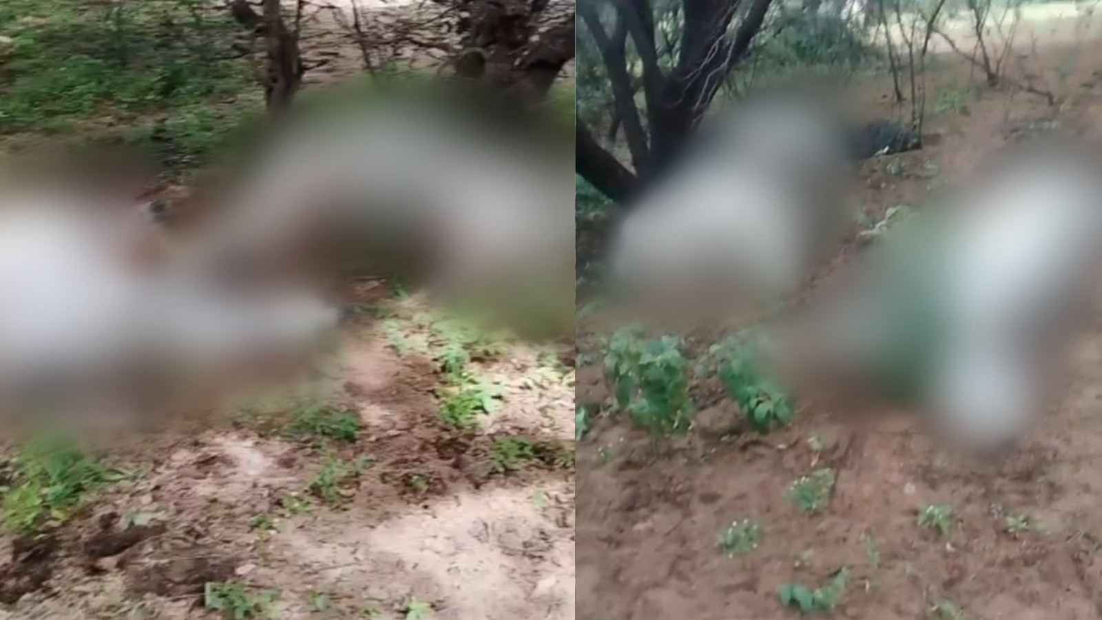 Raio atinge e mata oito bovinos durante chuva no Piauí; prejuízo estimado é de R$ 25 mil