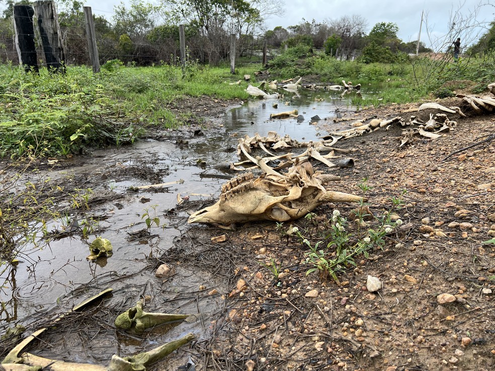 Ao menos 7 mil bois já morreram em Roraima por falta de pasto — Foto: Caíque Rodrigues/g1 RR