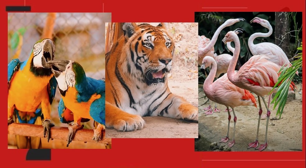Ecopark Maragogi conta com mais de 100 espécies de animais — Foto: Ecopark