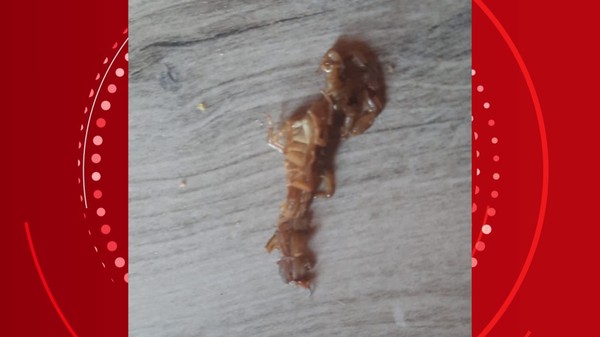 Escorpião que picou Bernardo e foi encontrado dentro de casa. — Foto: Cedidas pela família