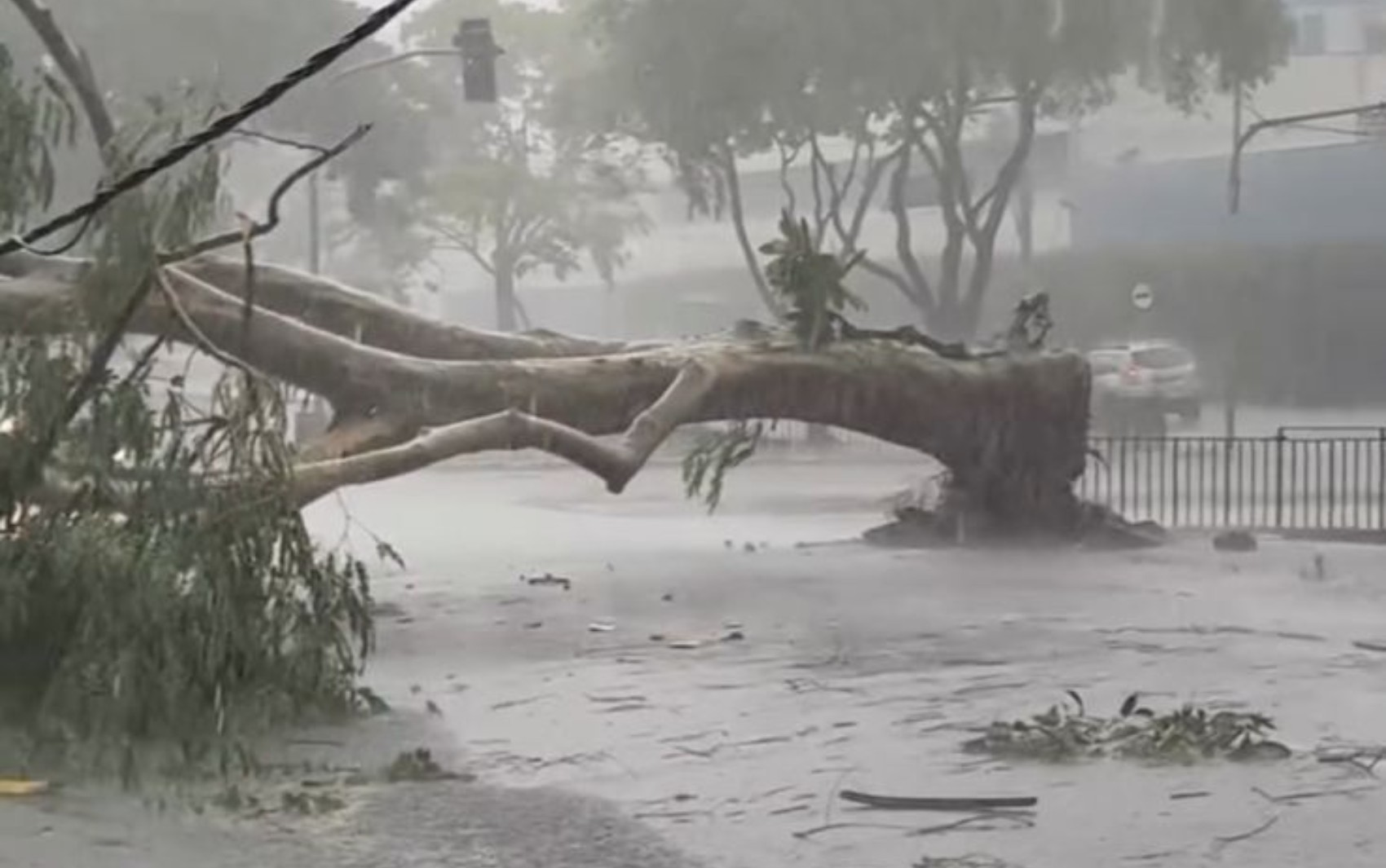 Dono de loja lamenta prejuízos após árvore destruir fachada durante temporal em Ribeirão: 'Não tenho nem forças para calcular'