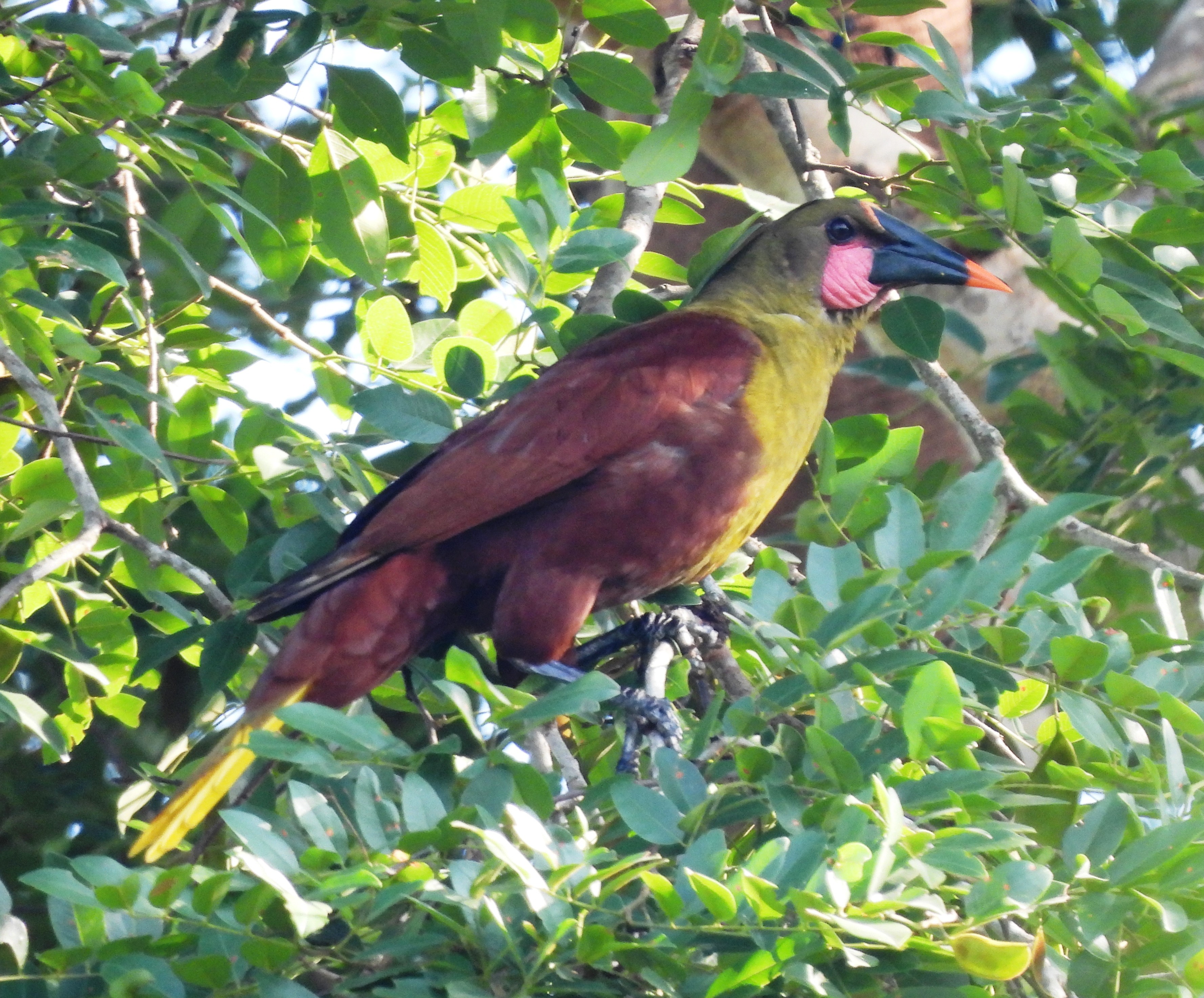 Parque Estadual do Xingu abriga mais de 360 espécies de aves, incluindo raridades e espécies ameaçadas