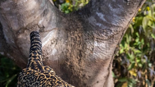 Biólogo registra momento exato em que onça ataca jacaré em MT