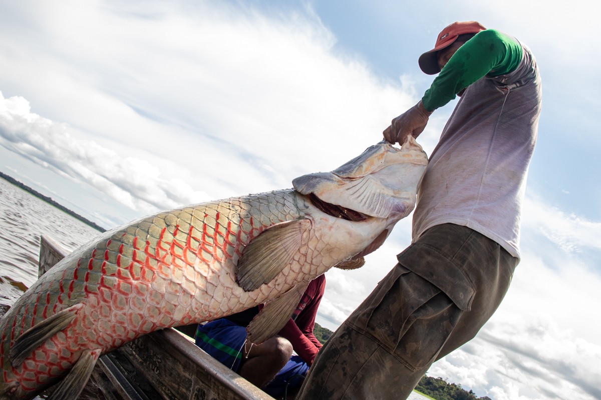 Do pirarucu ao crédito: negócios amazônicos enfrentam desafios para chegar ao mercado
