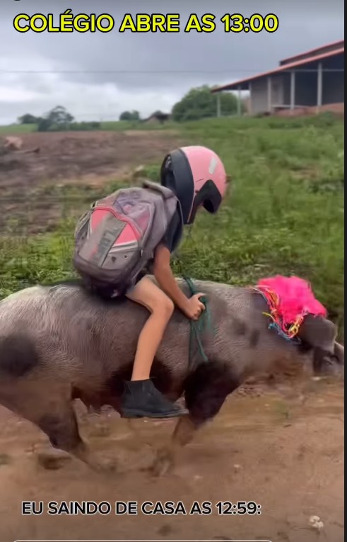 É #FATO: Vídeo mostra menino montado em porca 'galopando'; influenciador mirim tem mais de 1 milhão de seguidores