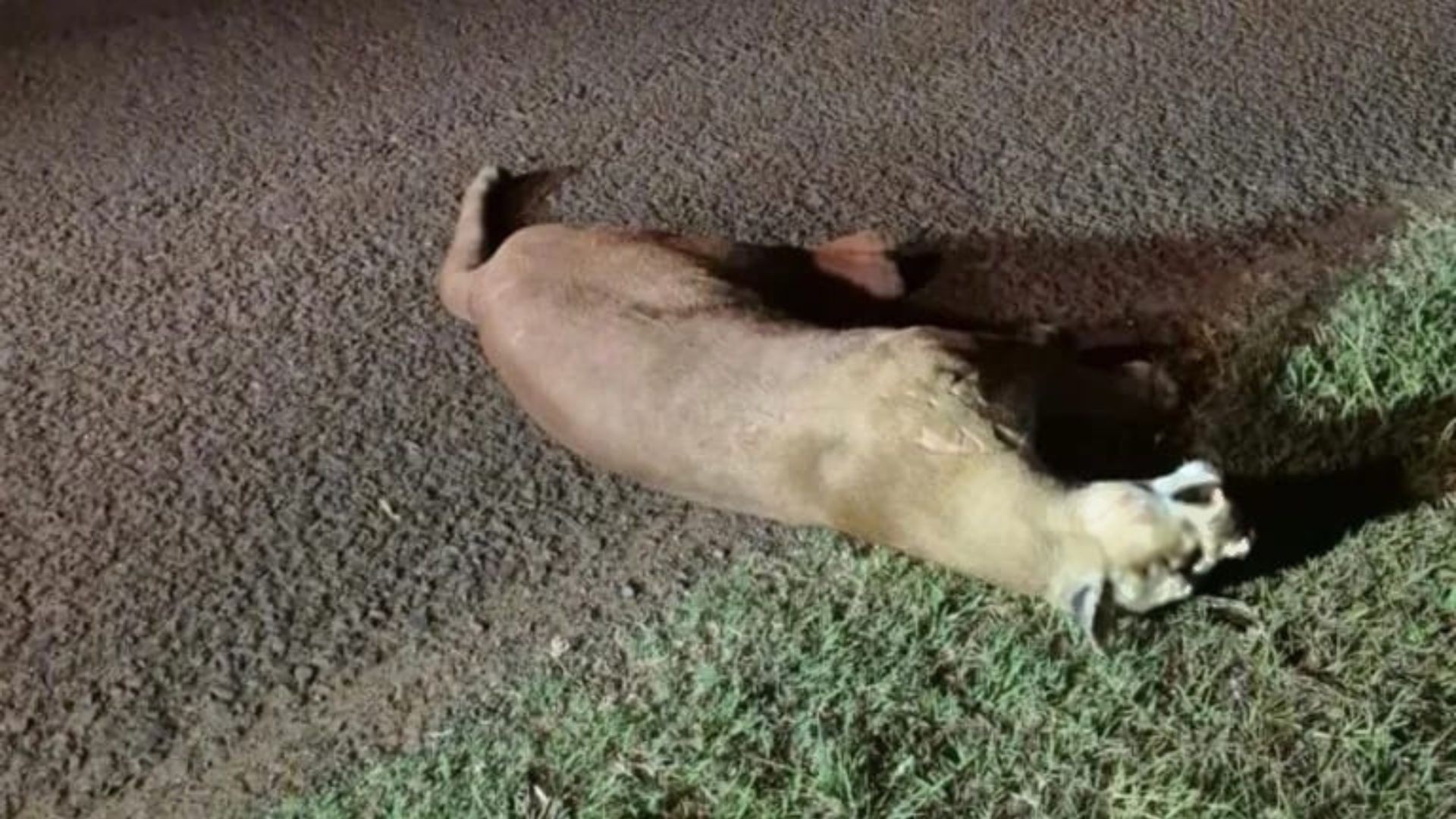 Onça-parda atropelada em rodovia de Araçatuba tinha projéteis no crânio, aponta necropsia