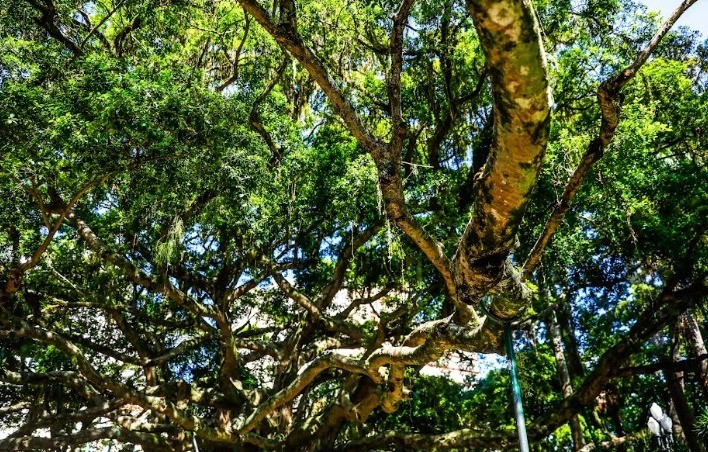 Centenária árvore de Florianópolis citada no hino do município não é originária do Brasil, diz pesquisa