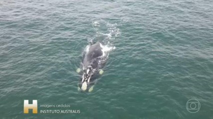 Temporada para avistar baleias-francas começa antes, em Santa Catarina