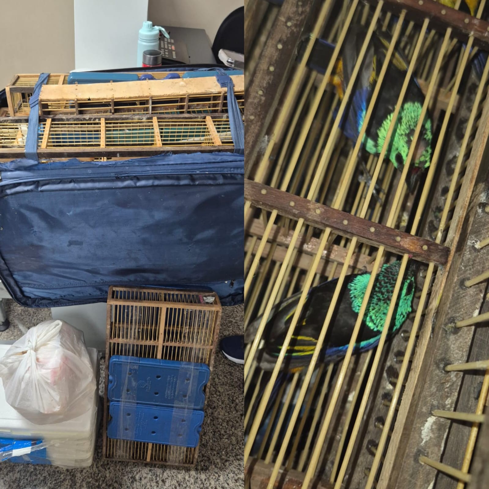 Homem é preso ao tentar embarcar com 42 pássaros na mala em aeroporto de Maceió