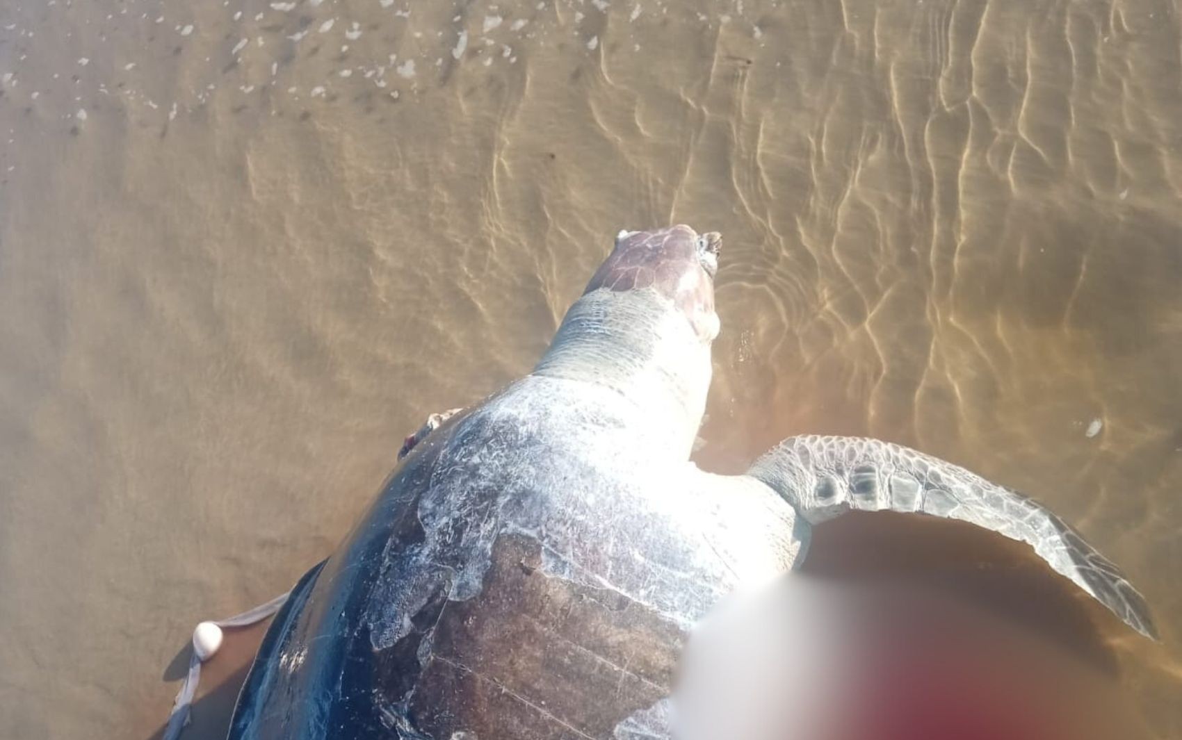 Tartaruga marinha é encontrada morta na Praia do Abaís em Estância