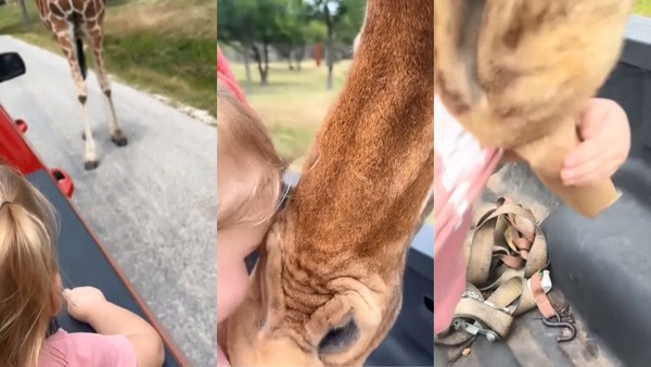 VÍDEO: Girafa 'gulosa' ergue no ar criança que segurava petiscos em safári  no Texas | Mundo | G1