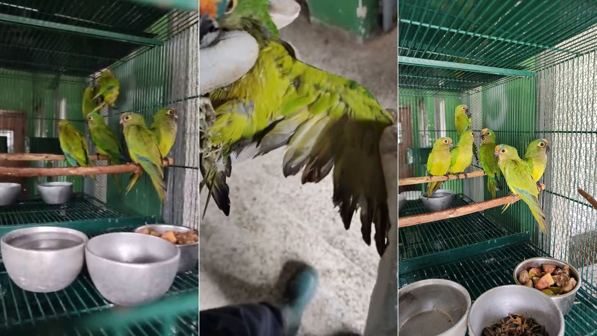 Periquitos que sobreviveram à queda de árvore com centenas de aves mortas vão para abrigo de animais silvestres