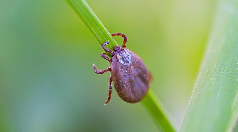 Instituto confirma febre maculosa como causa da morte de namorada de piloto;  entenda o que é e quais sintomas da doença | Sorocaba e Jundiaí | G1