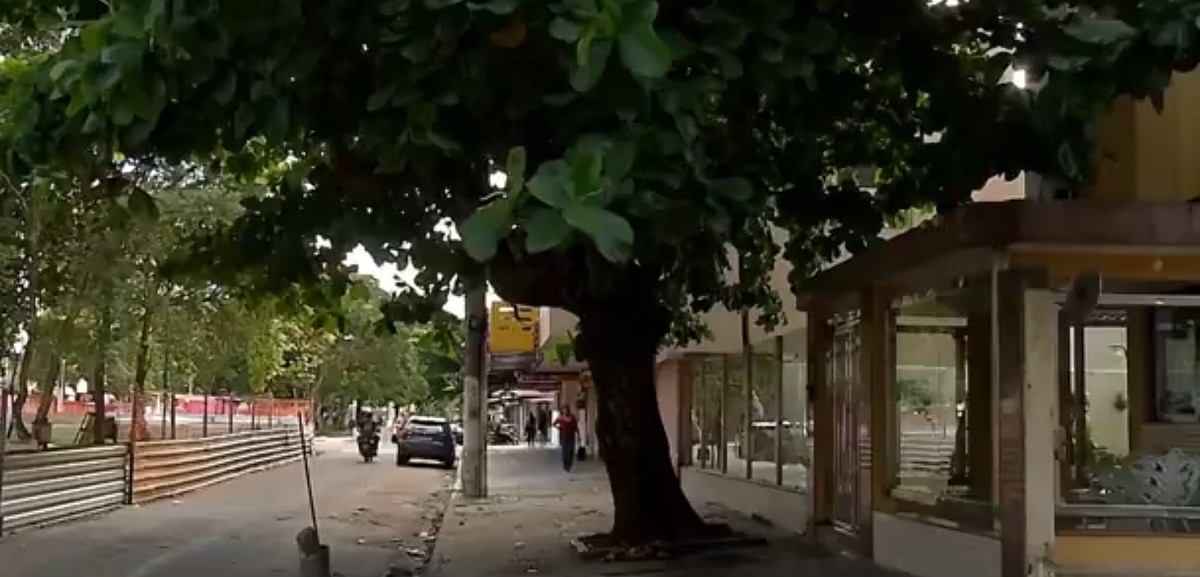 Árvore gigante invade apartamentos, atinge fiação e preocupa moradores em Belém