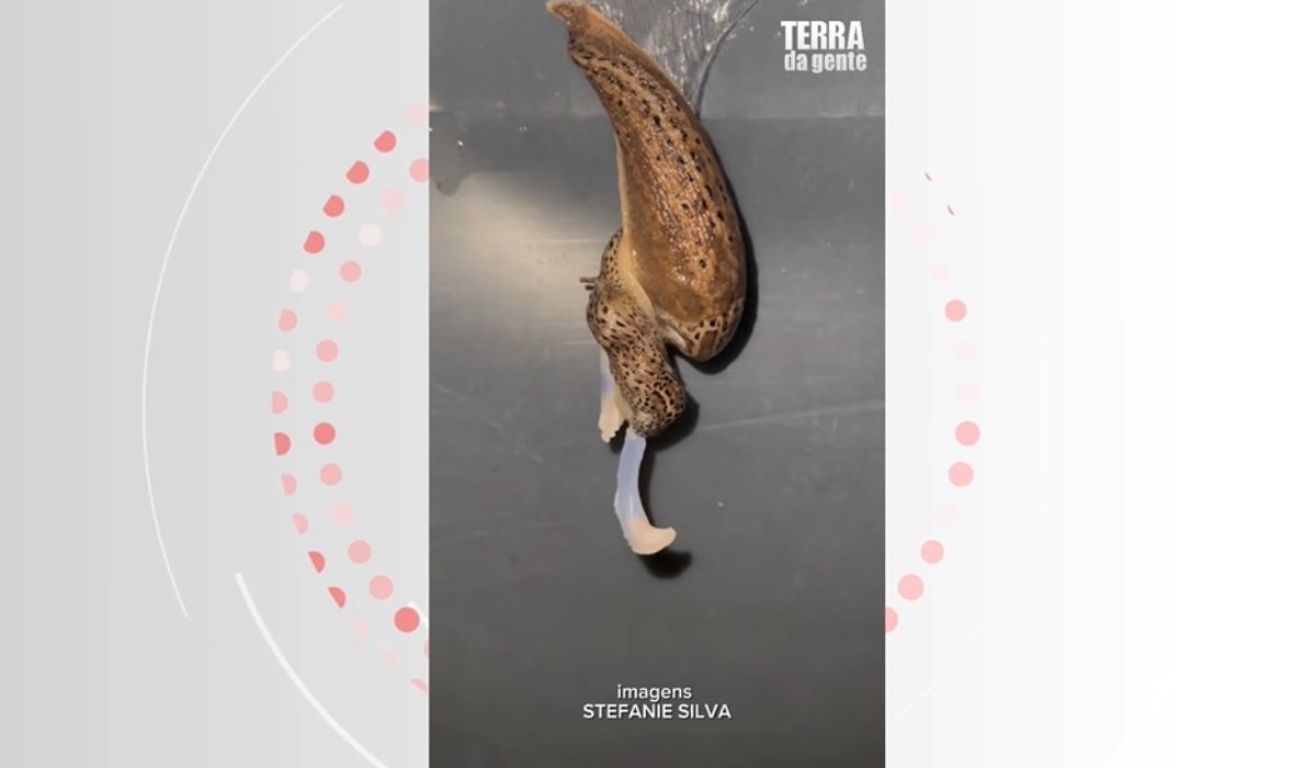 VÍDEO: Acasalamento aéreo de lesmas-leopardo impressiona; entenda o fenômeno