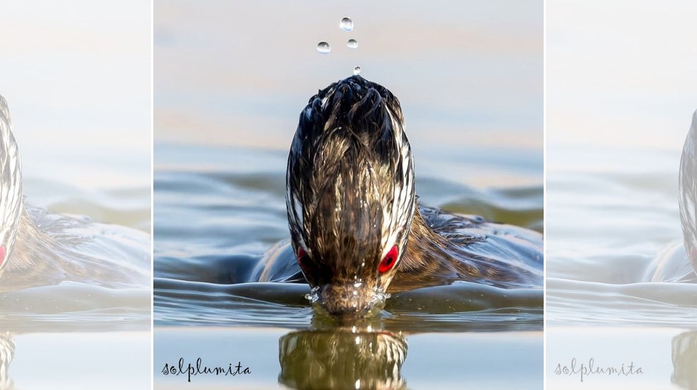 Ave ocorre exclusivamente na América do Sul, com registros do Peru ao Chile, Argentina e sul do Brasil. — Foto: Reprodução / @sol.plumita